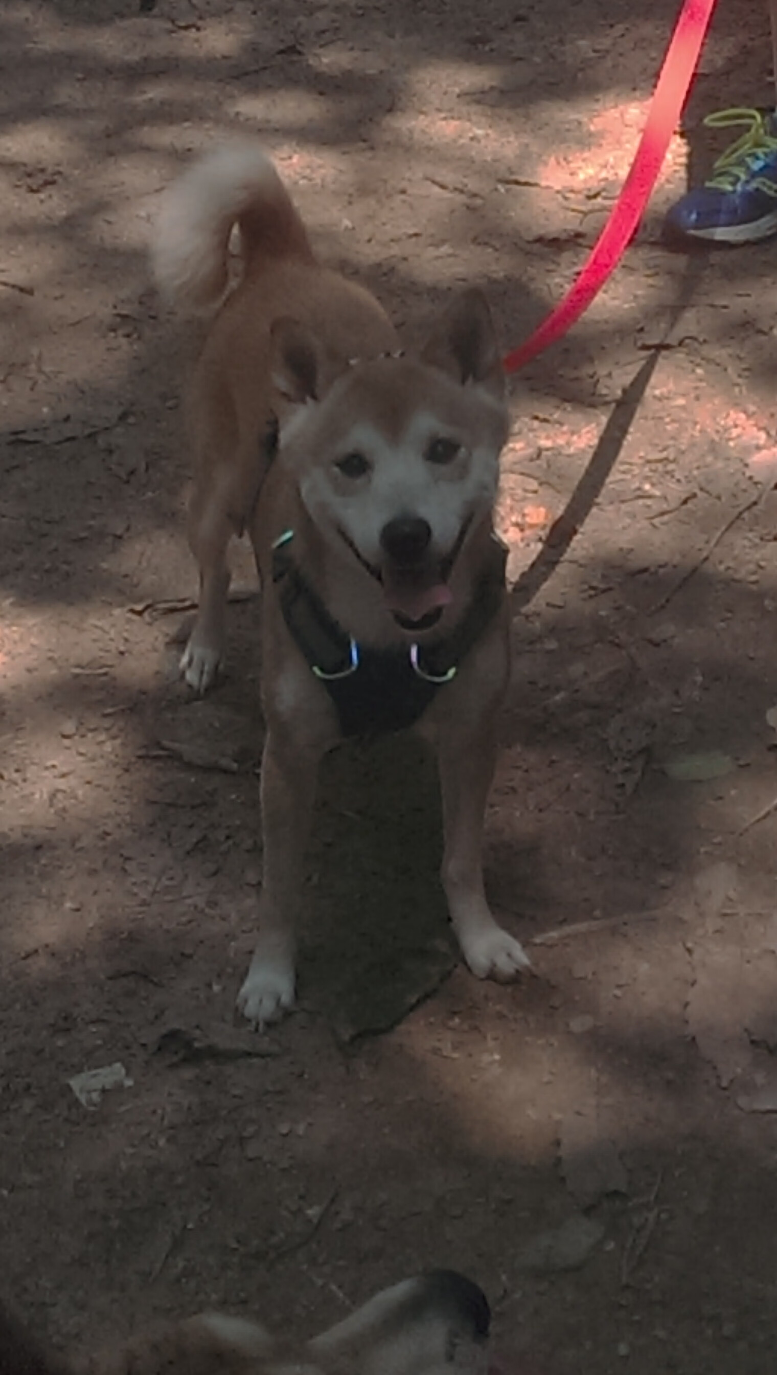 史上最年轻“冠军射手”,天赋成就未来,最年轻的射箭冠军