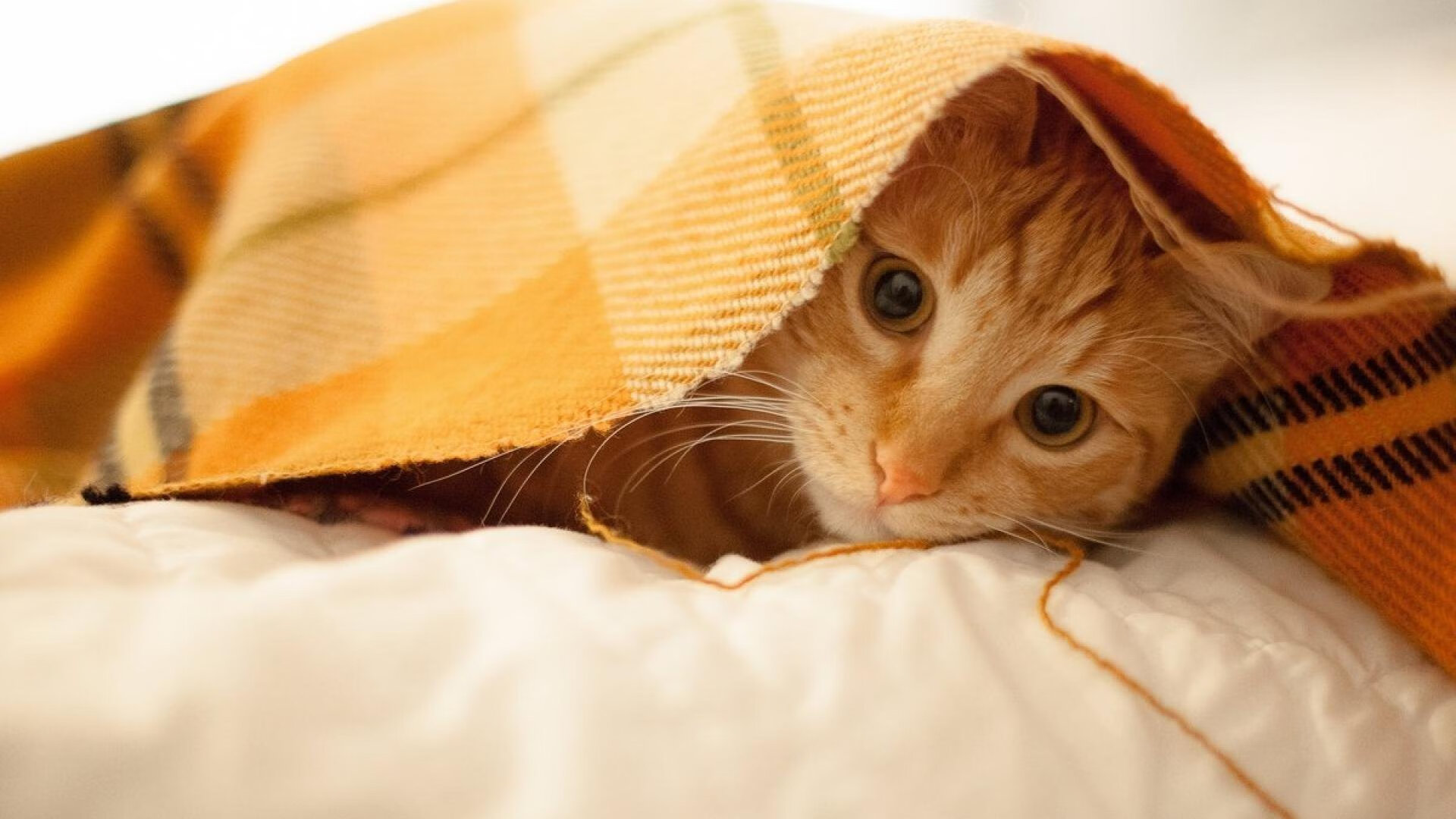 九游-Gen.G战队训练营成果显著，gen.g战队lol