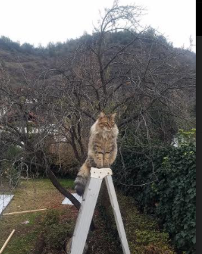 T1选手转会合同细节披露，t1选手资料