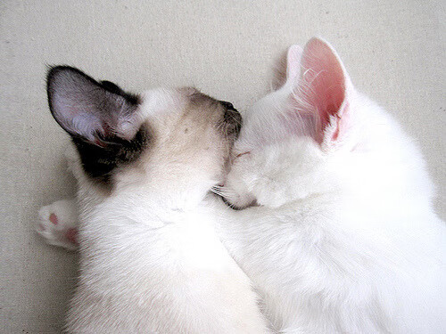 切尔西女足夺冠后球员庆祝画面，切尔西女足队长