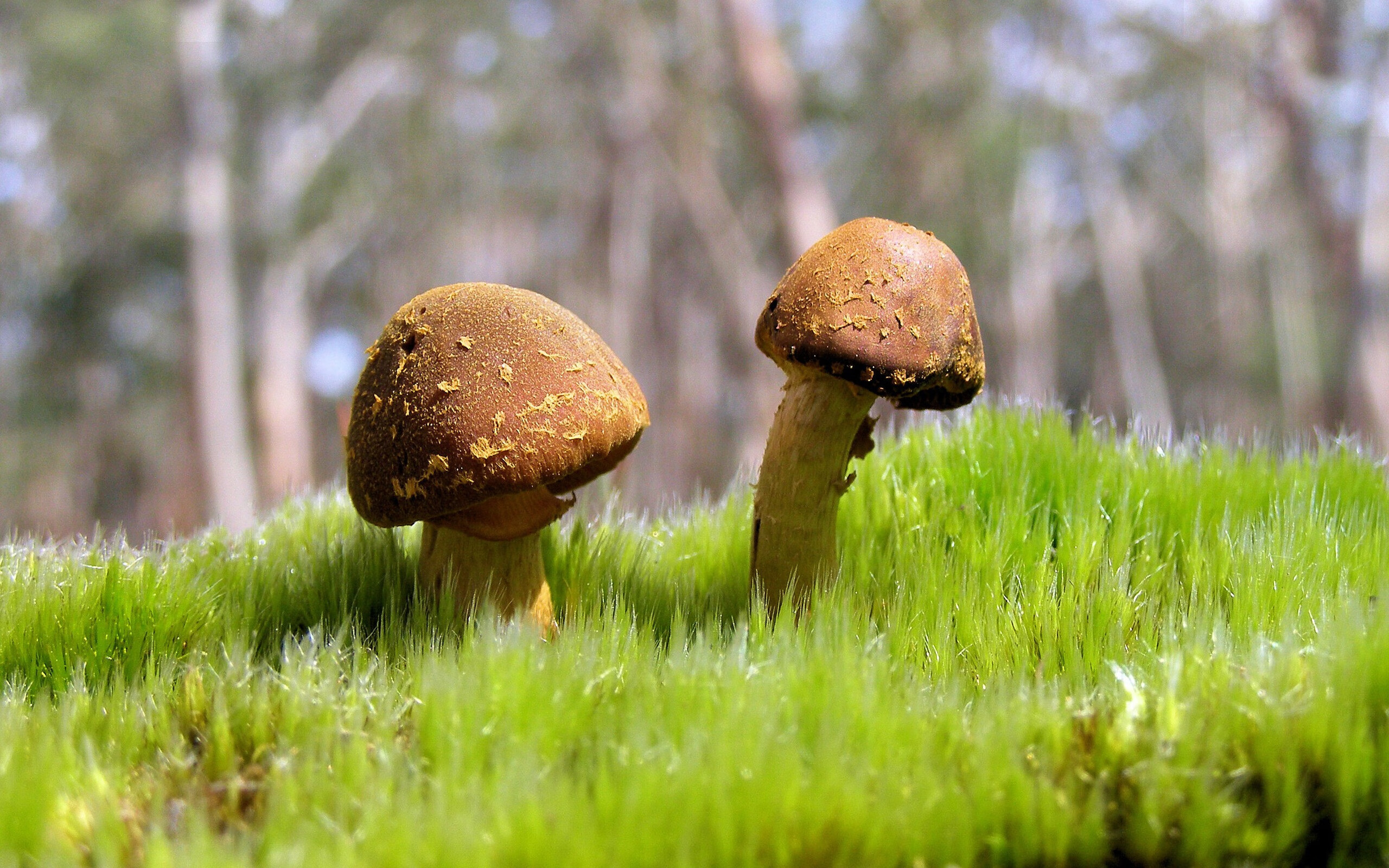 圣敦伯遭遇五连败,陷入保级泥潭,圣伯甫 法国