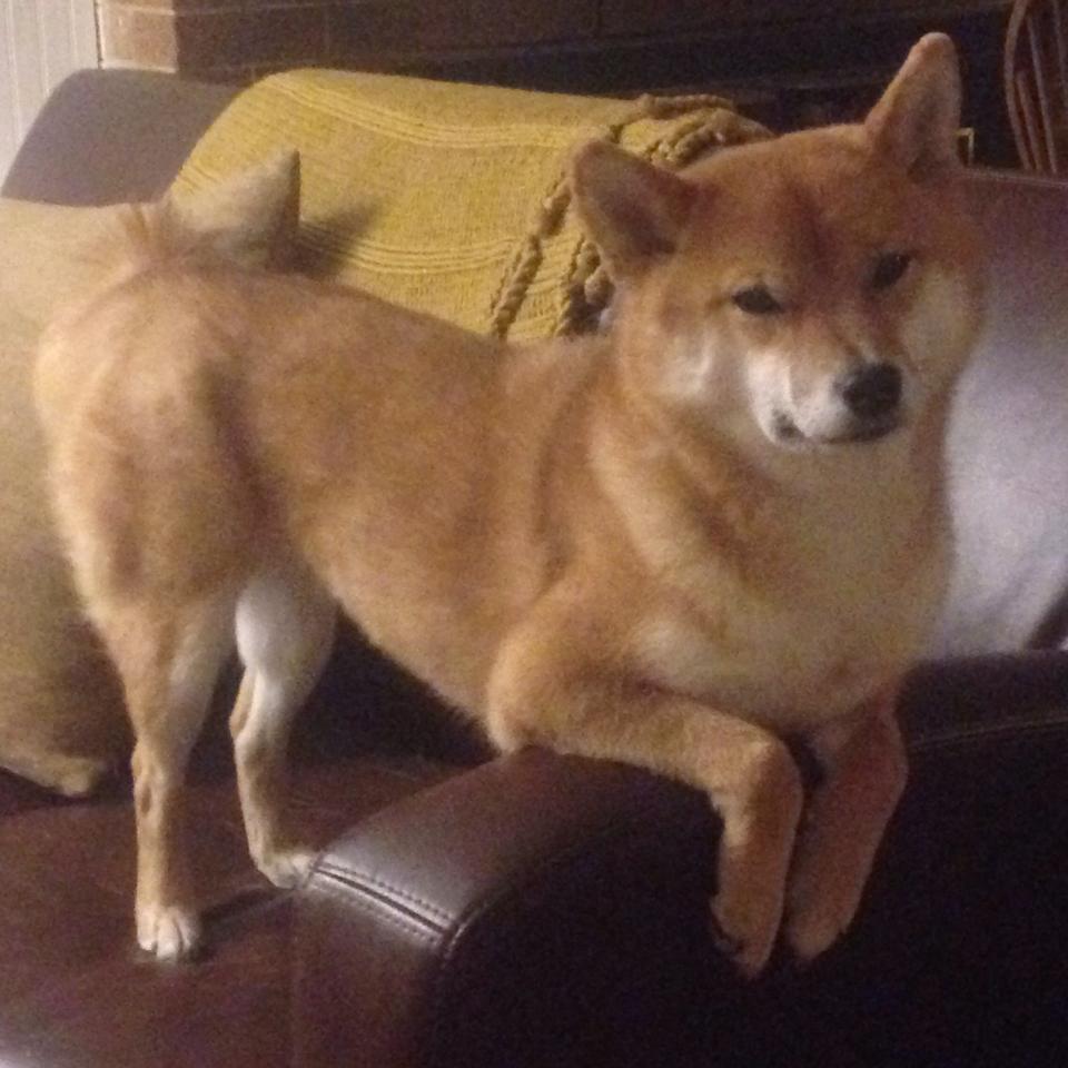 布莱恩特主场失利，降级威胁愈发明显，布莱恩特杯