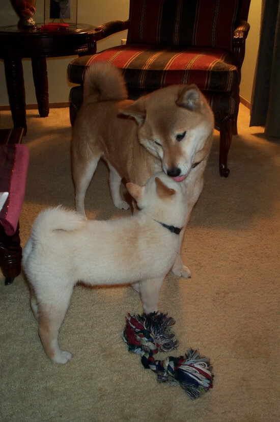 沃尔夫斯堡中场组织能力受到称赞,成为球队关键先生,沃尔夫斯堡足球俱乐部最近状态