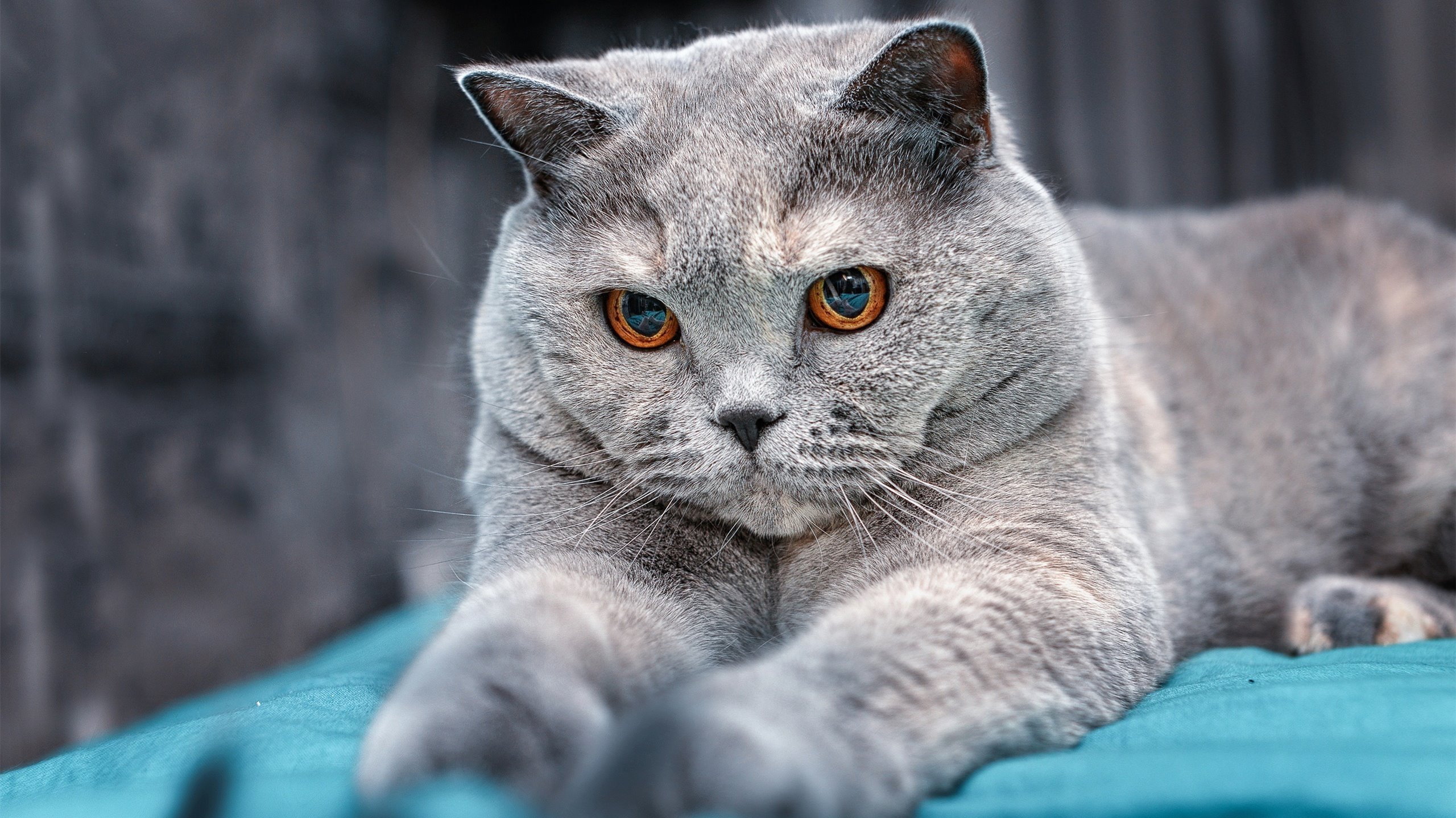 苦心研究对手，制定战术，获得胜利关键，苦心钻研