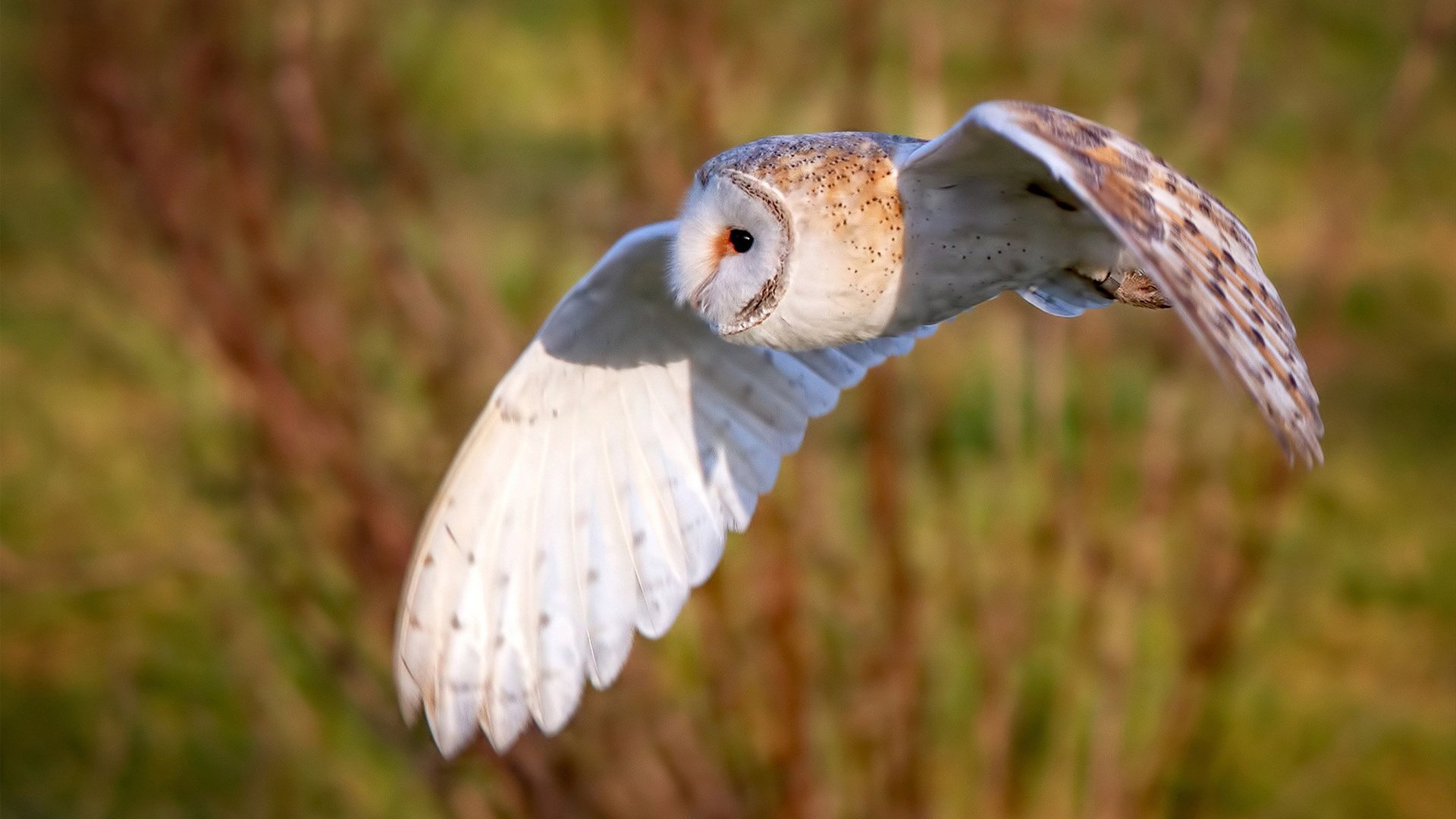 九游sports-吉安卢卡·拉米在男子马拉松中获得第六名，吉安卢卡·特拉诺瓦