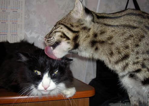 JiuyouAPP下载-高校运动员训练负荷科学监测与管理研究，运动训练学负荷量