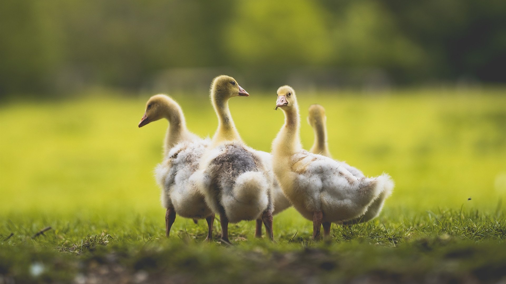 节奏加快时外线命中率是否更具波动性