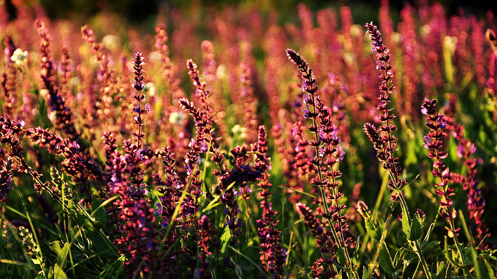 南非男篮在非洲锦标赛中表现优异,取得历史新高